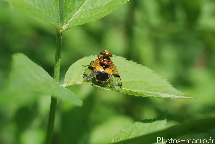 Volucella inflata